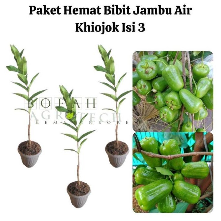 

Terlaris Paket Hemat Bibit Jambu Air Khiojok Isi 3 Bonus Bibit Strawberry