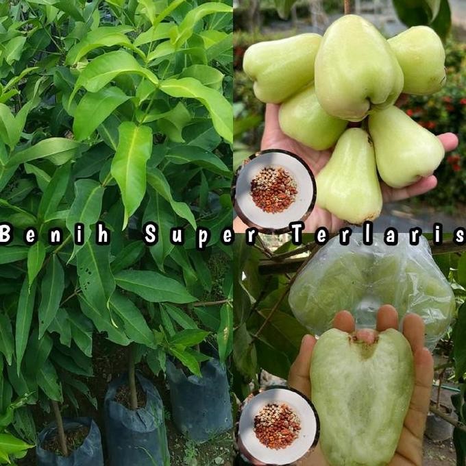

Terlaris Benih Bibit Jambu Air Madu Hijau Super Genjah & Unggul