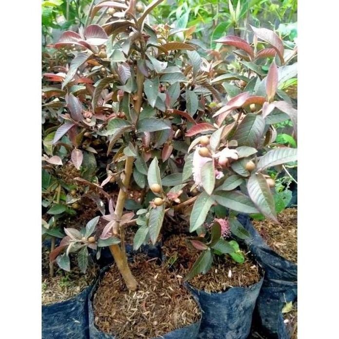 

Terlaris Bibit Tanaman Buah Jambu Kerikil Merah Super - Jambu Kristal Merah Mini - Tabulampot - Tanaman Kebun Rumah