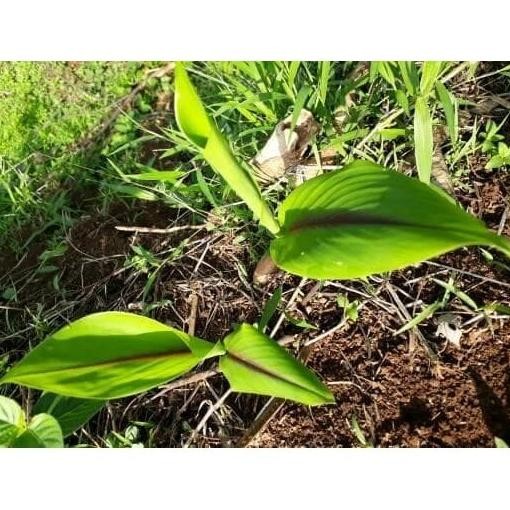 

Terlaris Terlaris Bibit Kunyit Putih/Kunyit Putih Cod