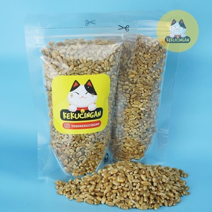 

Terlaris S1Ni! Biji Gandum Cokelat Reguler Sachet Benih Rumput Kucing 100 Gr