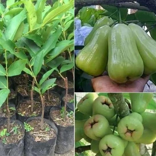 

Terlaris Benih Artifical Bibit Jambu Kualitas Super Unggul