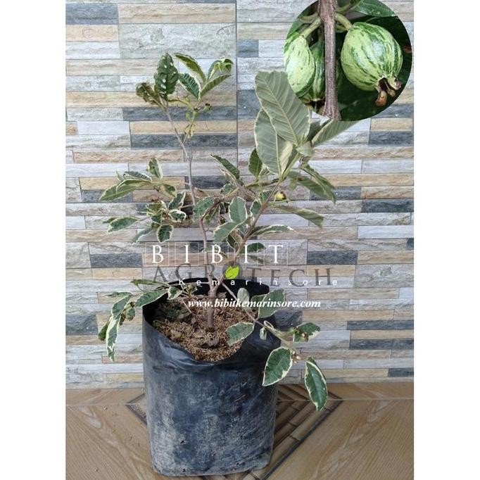 

Terlaris Bibit Jambu Variegatta