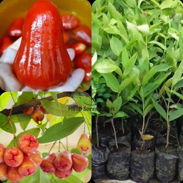 

Terlaris Bibit Jambu Air Lilin Merah