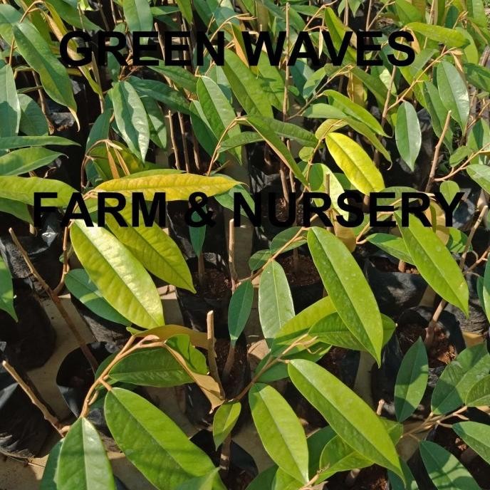 

Terlaris Marimari- Bibit Durian Musang King/Raja Kunyit (D197) 40 Cm - 50 Cm