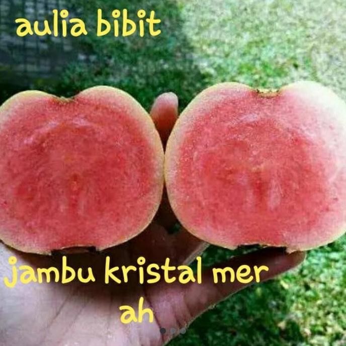 

Terlaris Bibit Jambu Biji Kristal Merah