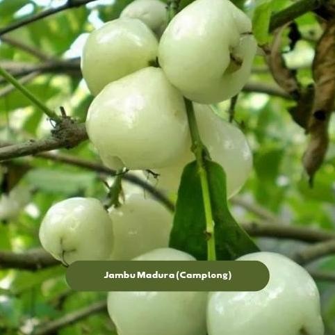 

Terlaris Bibit Tanaman Buah Jambu Air Madura Siap Tanam Kualitas Fresh