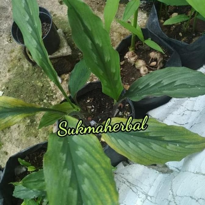 

Terlaris " R Bibit Kunyit Putih | Tanaman Kunir Putih | Curcuma Zedoaria