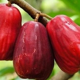 

Terlaris Bibit Tanaman Buah Jambu Air Jamaika Unggul