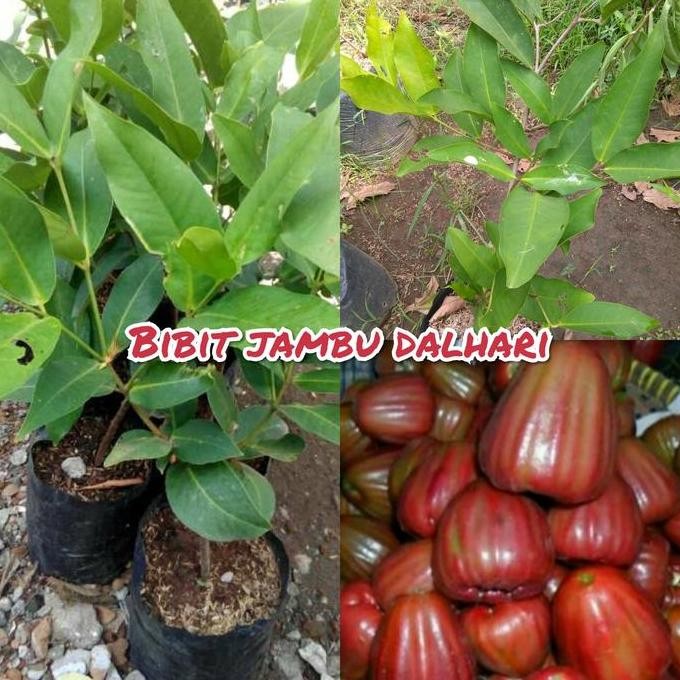 

Terlaris Bibit Buah Jambu Dalhari Unggul