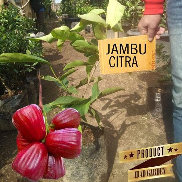 

Terlaris Bibit Jambu Air Citra Merah Rasa Buah Manis