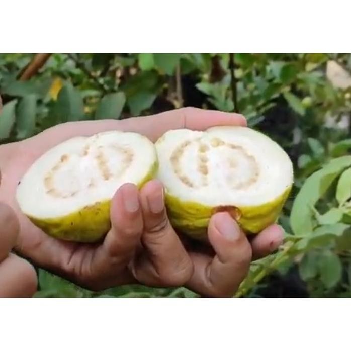 

Terlaris Bibit Jambu Biji Getas Putih Cangkok