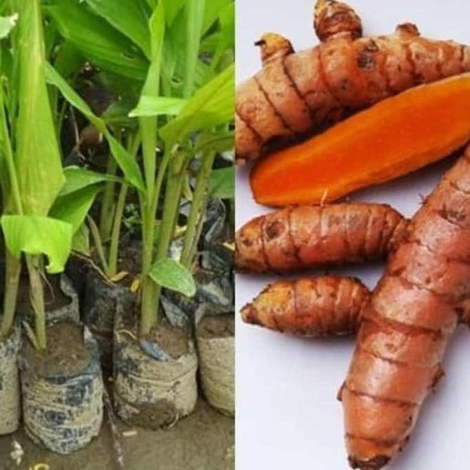 

Terlaris Premium Bibit Kunyit Bibit Tanaman Kunyit Bibit Kunir Kunyit Pohon Kunyit Berkualitas