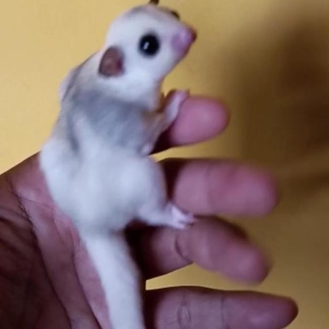 sugar glider platmoz joey