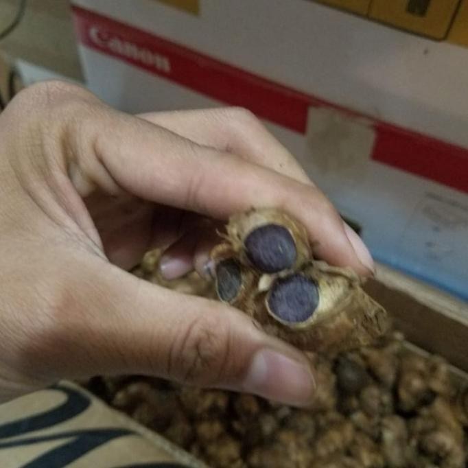 

Terlaris Bibit Rimpang Umbi Kunyit Hitam Asli 50 Gram