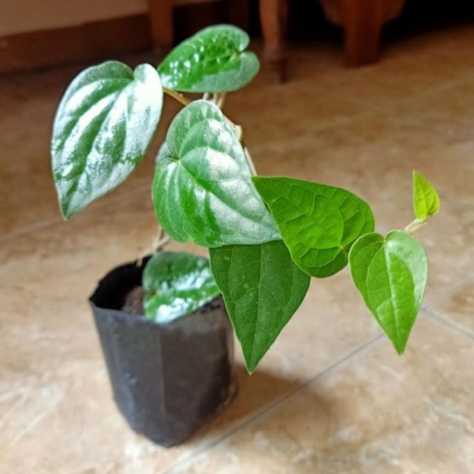 

Terlaris Bibit Daun Sirih Hijau Giytde 1423Aq