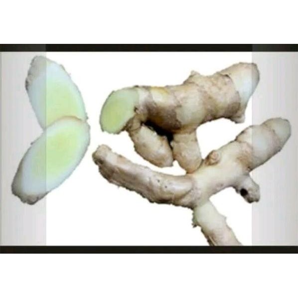 

Terlaris Promo Kunyit Temu Putih 1Kg Organik Non Pupuk Kimia