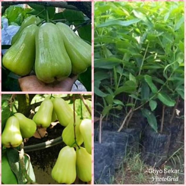 

Terlaris Bibit Tanaman Buah Jambu Air Taiwan Super Green Tsg