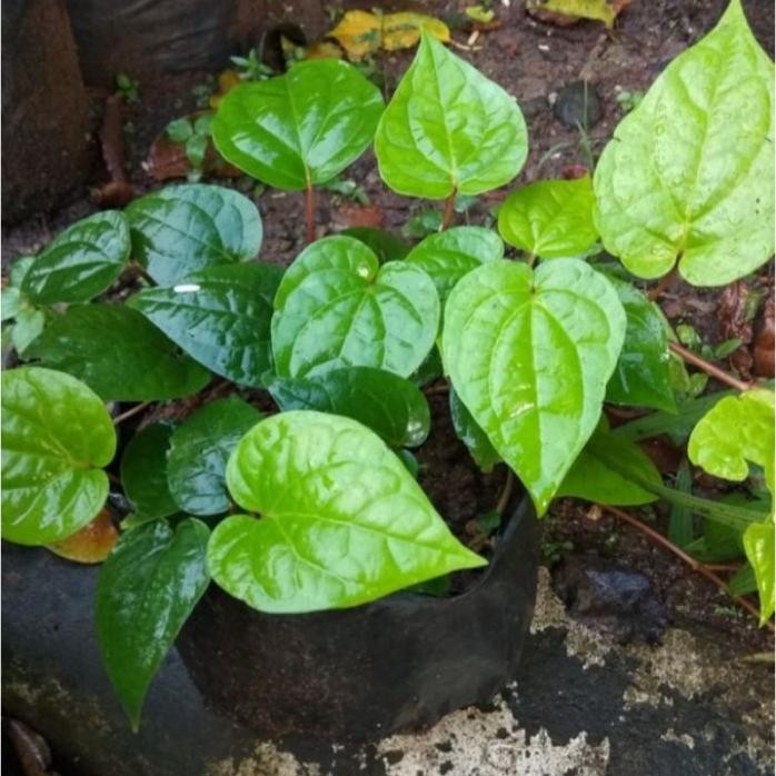 

Terlaris Bibit Tanaman Daun Sirih Hijau (Obat Herbal) Murah