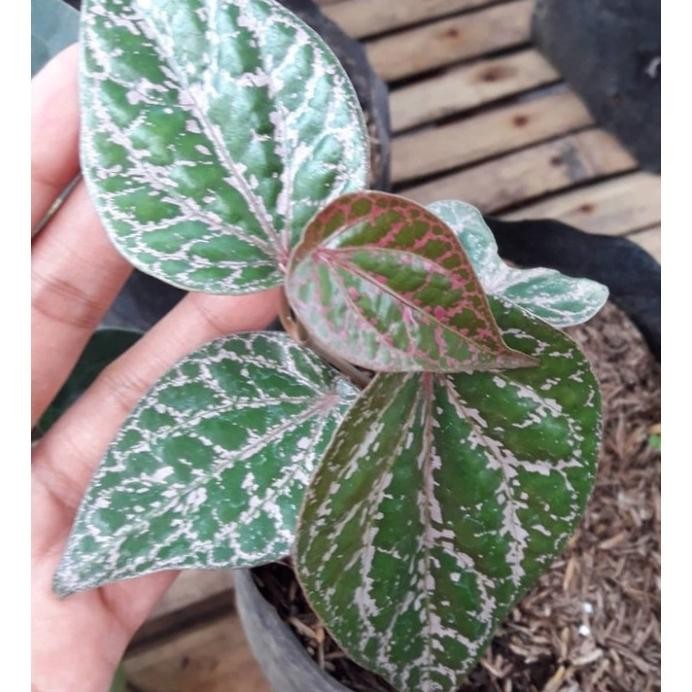 

Terlaris Bibit Sirih Merah (Untuk Herbal)