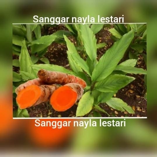 

Terlaris Jual Bibit Kunyit/Pohon Kunyit Kuning/Tanaman Herbal/Apotek Hidup Eeee
