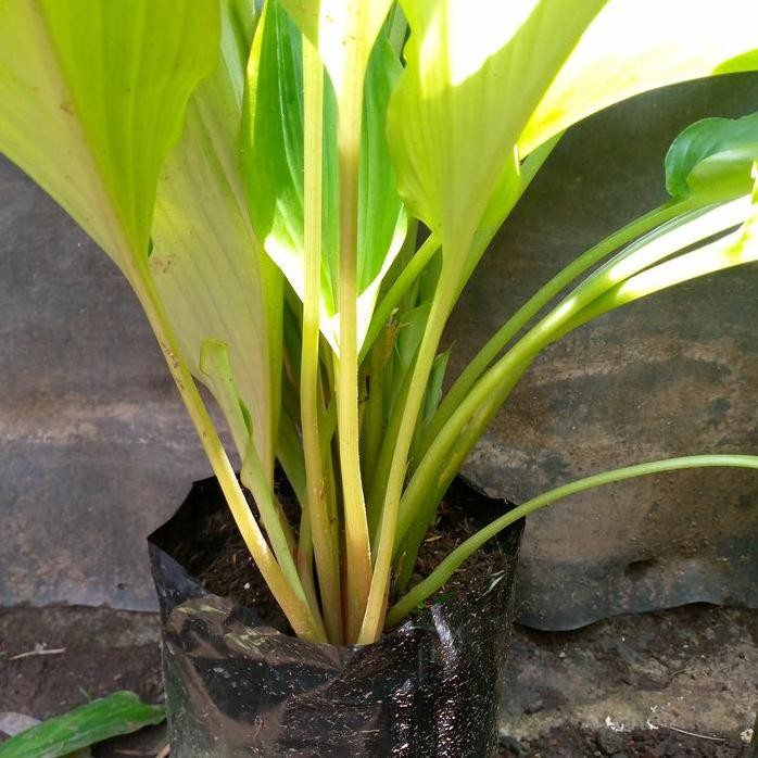 Terlaris Bibit Kunyit Hitam Asli Thailand