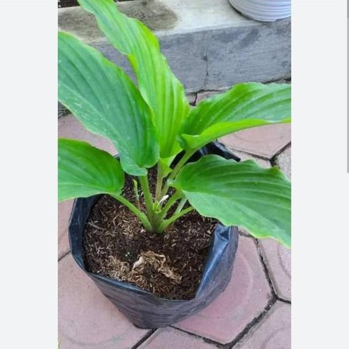 

Terlaris Bibit Tanaman Herbal Kunyit Banyak Manfaat