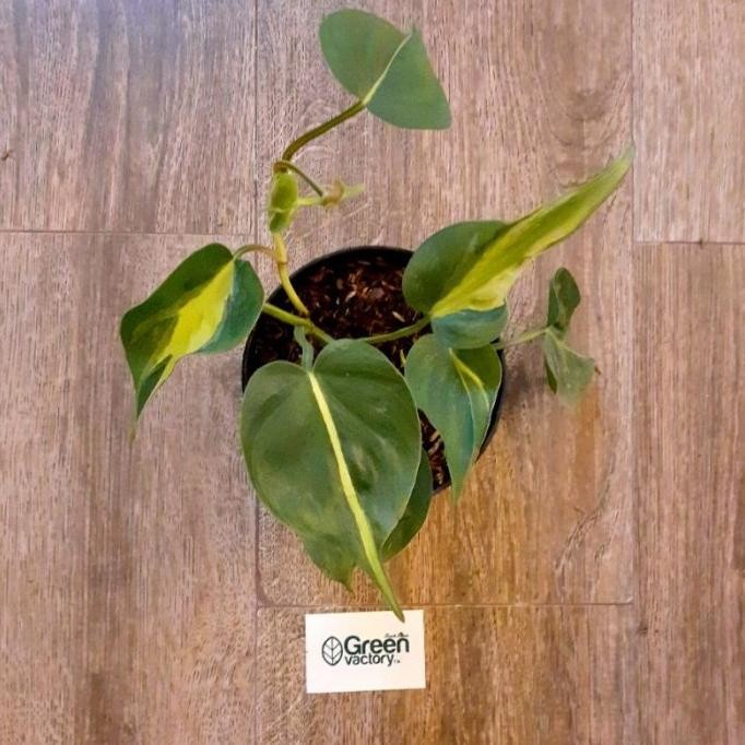 

Terlaris Bibit Tanaman Hias Sirih Gading Brazil - Philodendron Sc Iaaoce 0508Yb