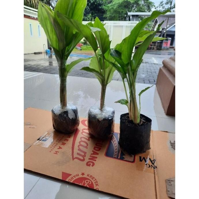 

Terlaris Bibit Kunyit Hitam 4 - 6 Daun (Kaempferia Parviflora) Subwba 7749Rh