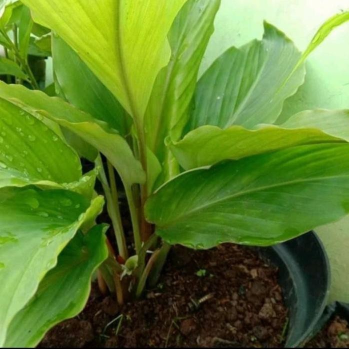 

Terlaris Bibit Kunyit Hitam Asli Temu Hitam Temu Ireng