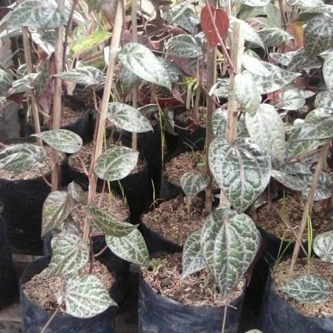 

Terlaris Bibit Sirih Merah Herbal Termurah Daun Sirih Merah Ezhjth 2248Bu