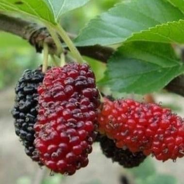 tanaman bibit buah murbei (sudah berbuah)
