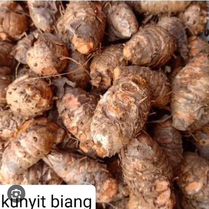 

Terlaris Kunyit Biang Empu Segar 1 Kg Super Bibit Murah Obat Herbal