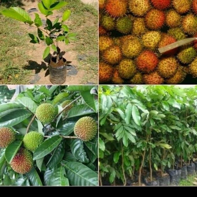 bibit. tanaman rambutan rapiah/pohon rambutan rapiah cipelat UNGGULAN