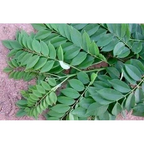 

Terlaris (Promo) Promo Bibit Stek Batang Daun Gamal 1 Kg - Gratis Kunyit