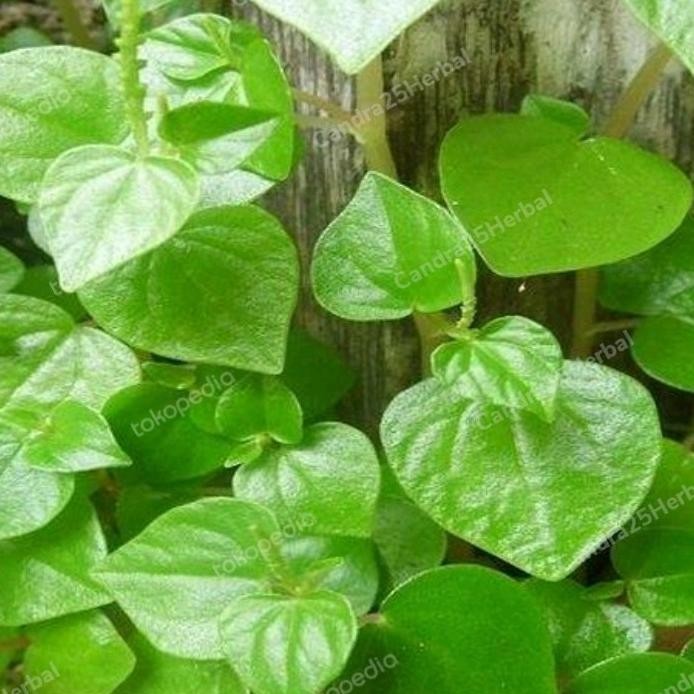 

Terlaris Gratis Ongkir Bibit Sirih Cina Asli Tinggi 10-20 Cm Bibit Tanaman Herbal
