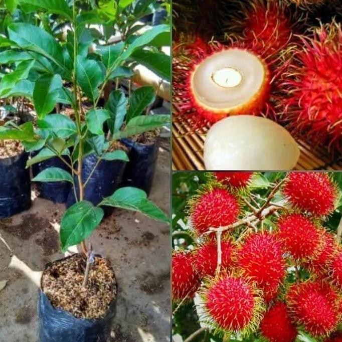 Bibit tanaman buah rambutan Binjai unggul UNGGULAN