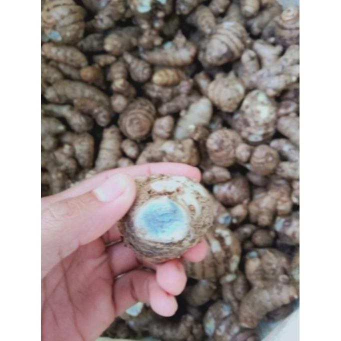 

Terlaris Tanaman Herbal Bibit Kunyit Hitam Temu Ireng Super Murah Hwluwt 7395Fs
