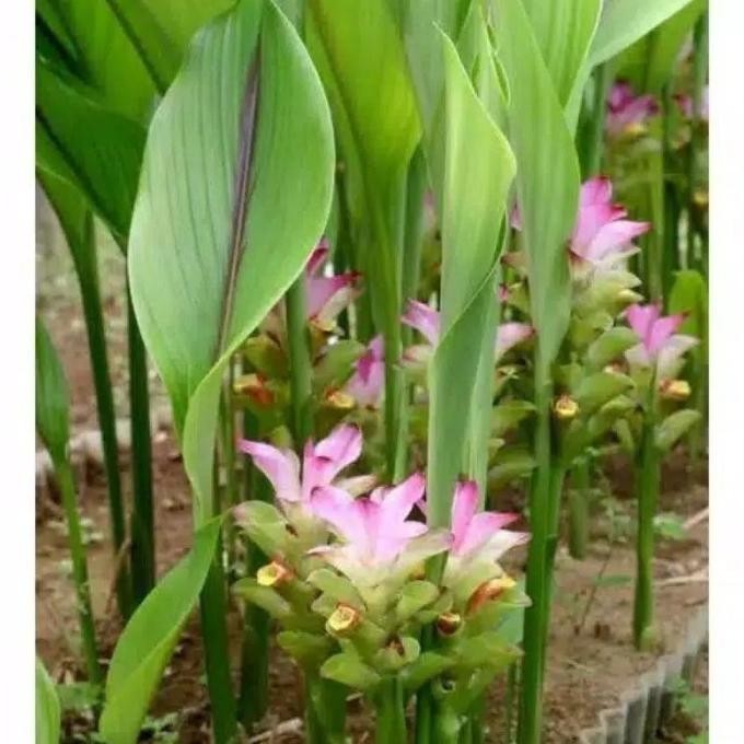 

Terlaris Bibit Herbal Kunyit Putih
