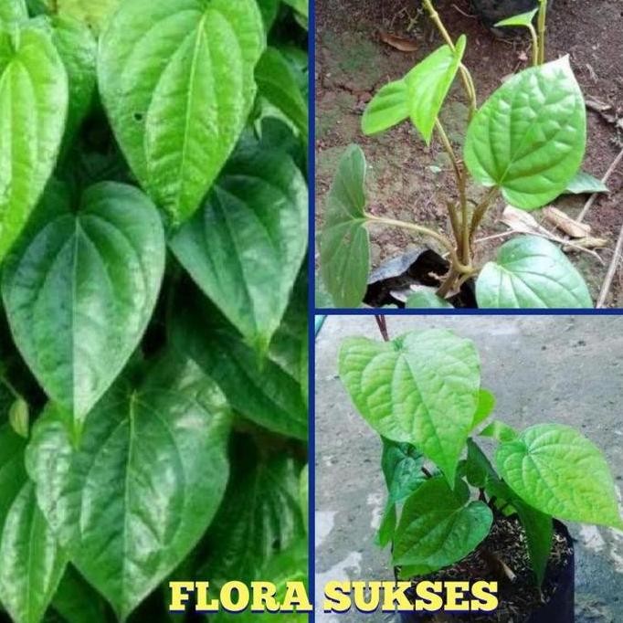 

Terlaris Bibit Tanaman Obat Daun Sirih Hijau Sirih Ijo Bibit Sirih