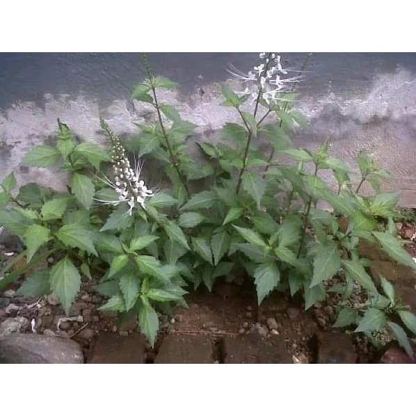 

Terlaris Promo Bibit Daun Kumis Kucing - Gratis Kunyit Segar 100 Gram