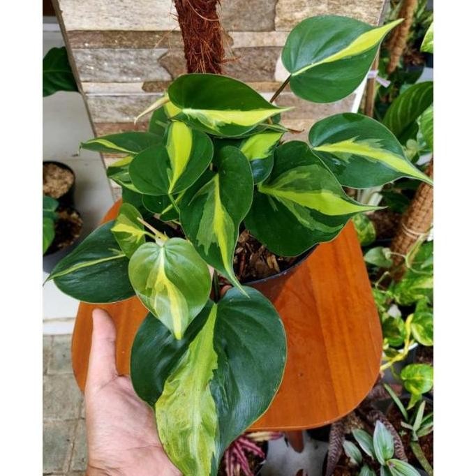 

Terlaris Bibit Tanaman Sirih Gading Brazil