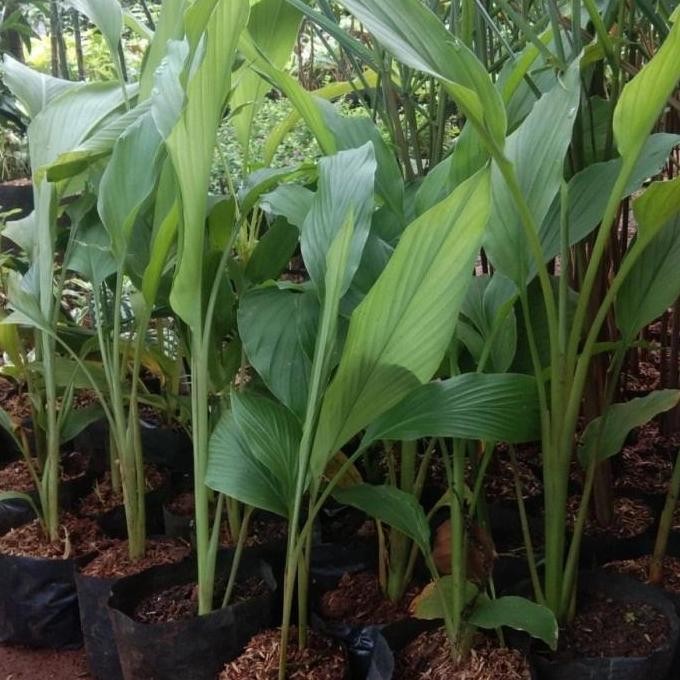 

Terlaris Bibit Pohon Kunyit Kuning - Kunyit Herbal - Kunyit Masak
