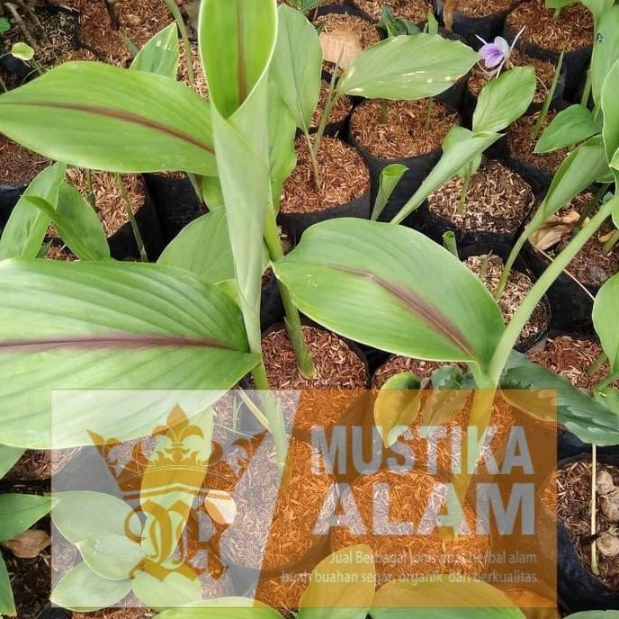 

Terlaris Bibit Temuputih Kunyit Temu Putih Curcuma Zedoria