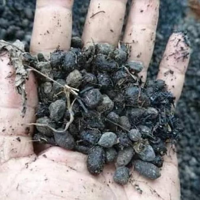 

Terlaris 1 Kg Pupuk Kandang Kotoran Kambing Murni