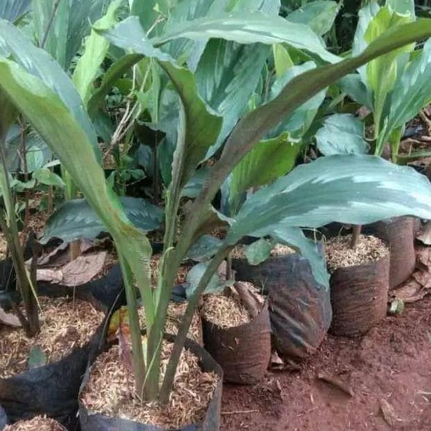 

Terlaris Bibit Kunyit Putih Gomyok 1 Bibit Asli Artificial - Siap Kirim