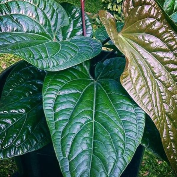 Terlaris Bibit Bunga Anthurium Sirih