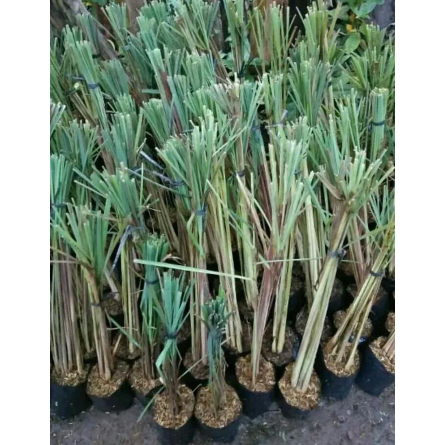 

Terlaris Bibit Sereh Wangi Murah