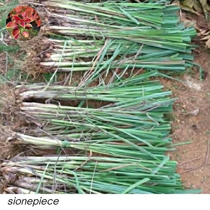 

Terlaris Ready Bibit Tanaman Sereh Bumbu Masak Segar Berakar