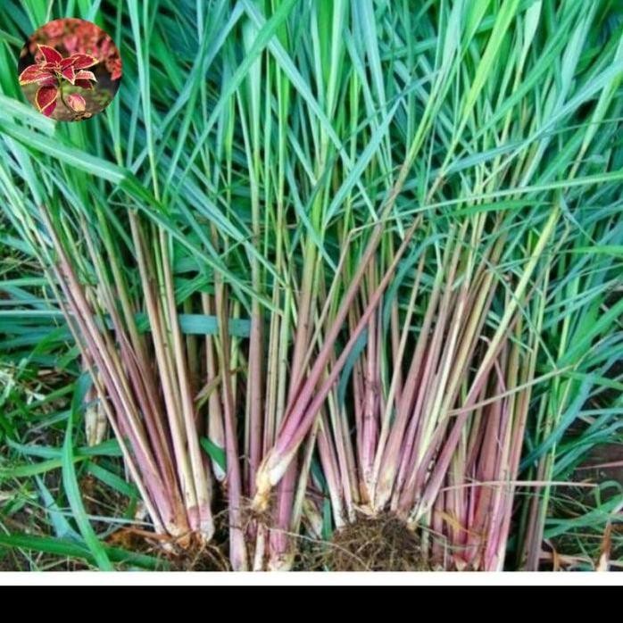 

Terlaris Tanaman Bibit Sereh Merah Wangi Perpohon Berakar